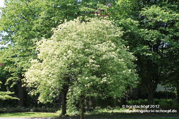 Bayreuth - Festspielpark1